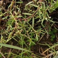 Scleromitrion diffusum (Willd.) R.J.Wang